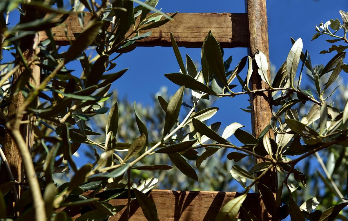 Quando si raccolgono le olive? Il momento giusto per la qualità dell’olio 3
